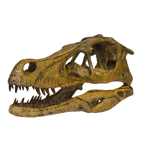 velociraptor skull for sale.